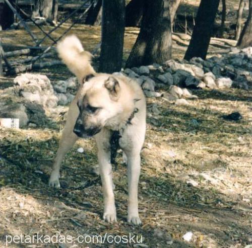 minnoş Erkek Kangal